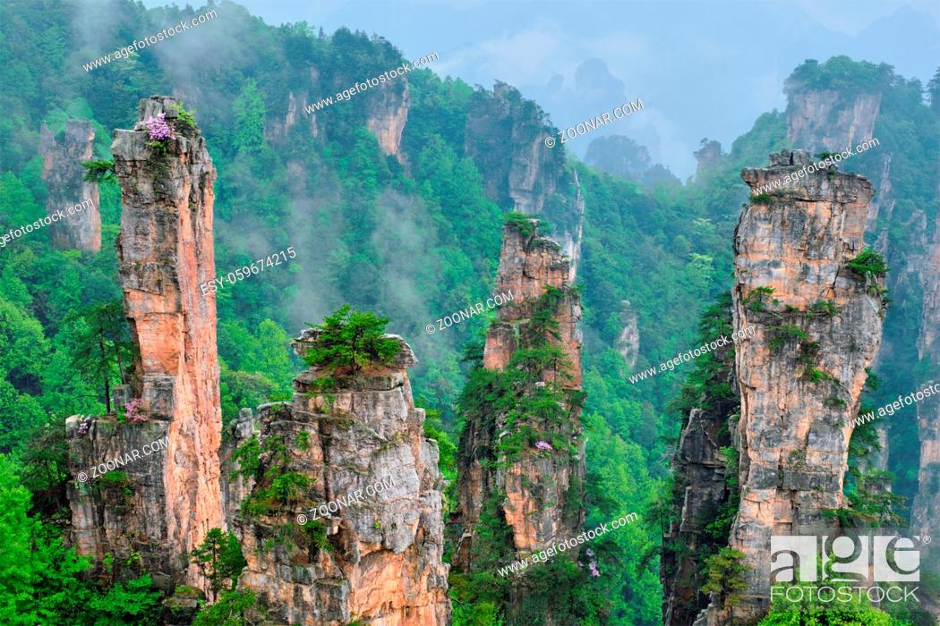 Stock Photo: Famous tourist attraction of China - Zhangjiajie stone pillars cliff mountains in fog clouds at Wulingyuan, Hunan, China.