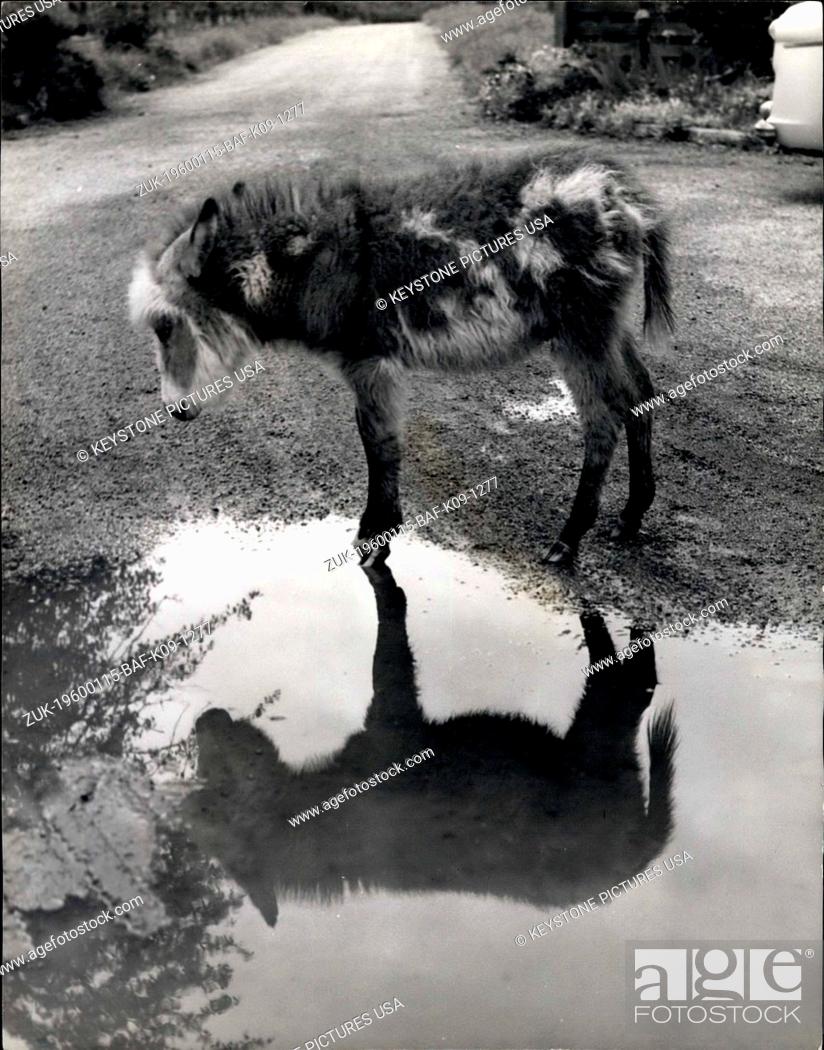 Stock Photo: 1956 - Status Symbol For A Donkey: The donkey has always been regarded as a sort of poor relation of the horse whose status symbol has never been questioned.