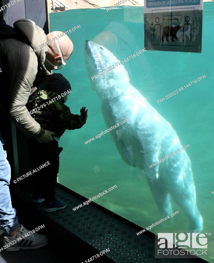 Stock Photo: 20 May 2020, Mecklenburg-Western Pomerania, Rostock: A polar bear dives through the pool of the Polarium at the Rostock Zoo.