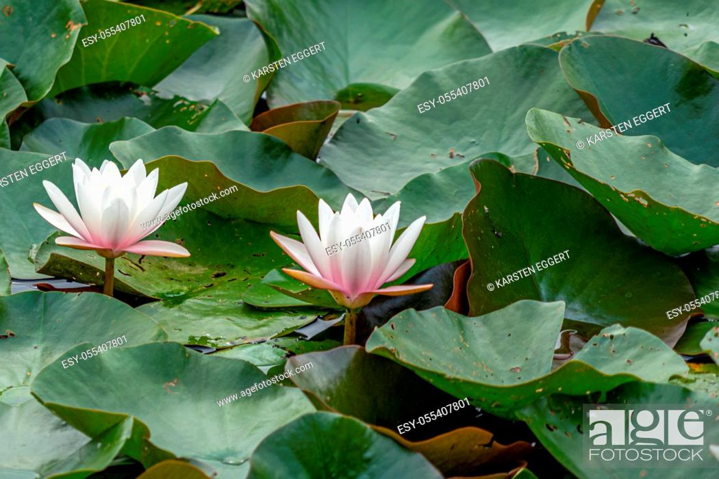 Stock Photo: water lily, water lily pad.