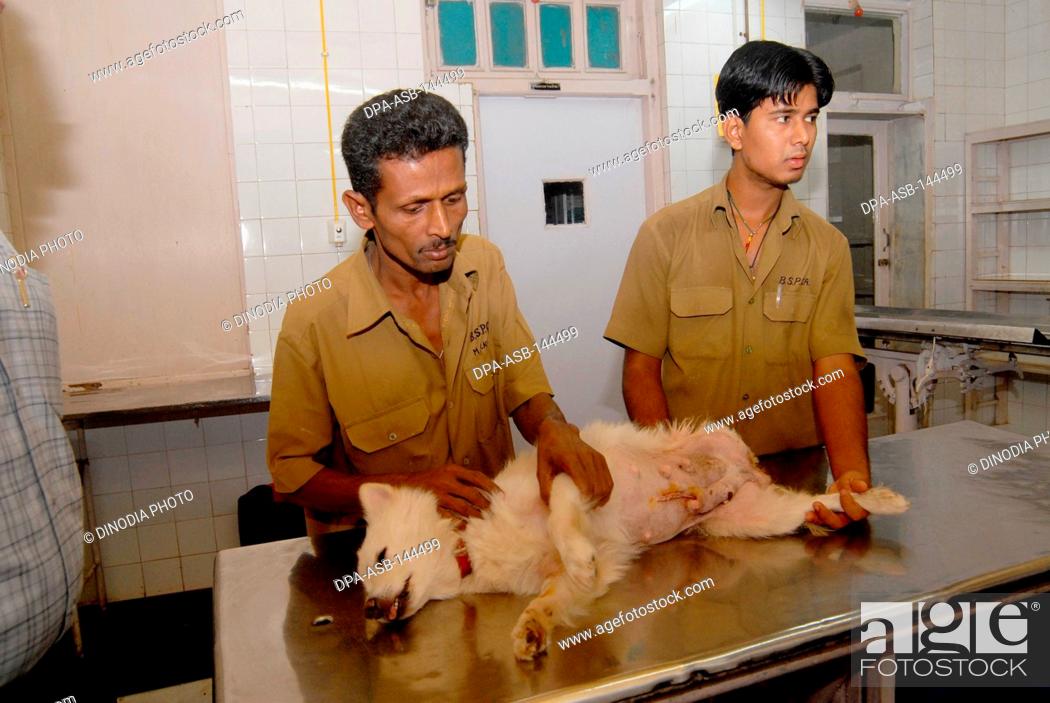 Veterinary doctors treating a wounded dog at the Parel Animal Hospital known  as The Bai Sakarbai..., Stock Photo, Picture And Rights Managed Image. Pic.  DPA-ASB-144499 | agefotostock