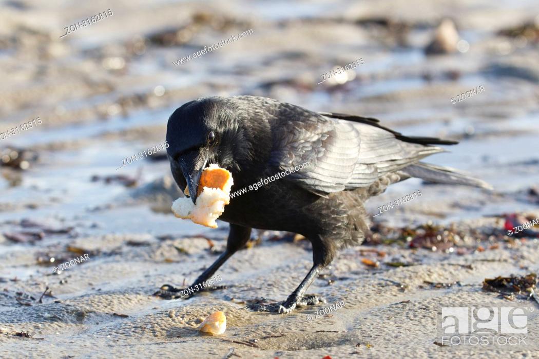 Stock Photo: Kolkrabe Corvus corax - Common Raven Corvus corax at the beach.