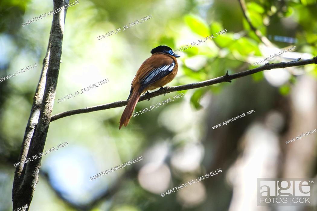 Stock Photo: Paradise-flycatcher (Terpsiphone mutata), Andasibe-Mantadia National Park, Madagascar.