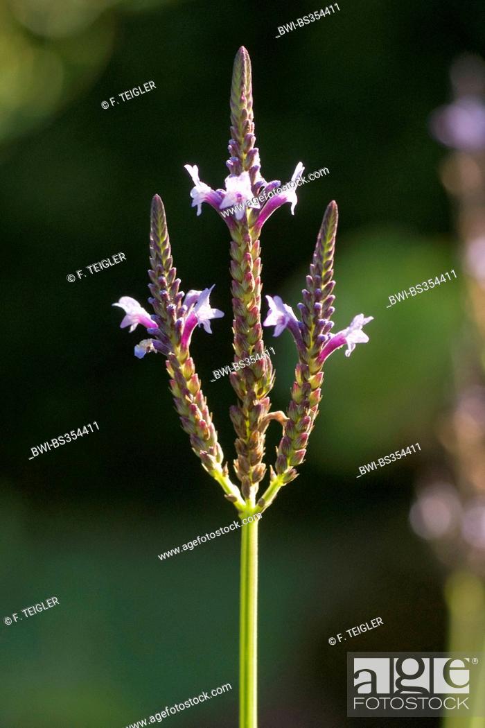 Jagged Lavender Fern Leaf Lavender Lavandula Pinnata Var Stock Photo Picture And Rights Managed Image Pic Bwi Bs354411 Agefotostock