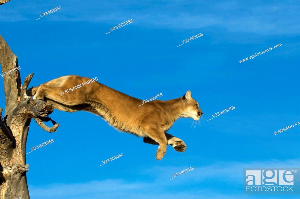 Stock Photo: A Cougar Leaps Out of A Tree.