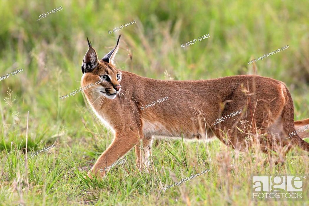 Stock Photo: Caracal (Caracal caracal) looking up distacted by something that has caught its attention, Maasai Mara National Reserve, Kenya.