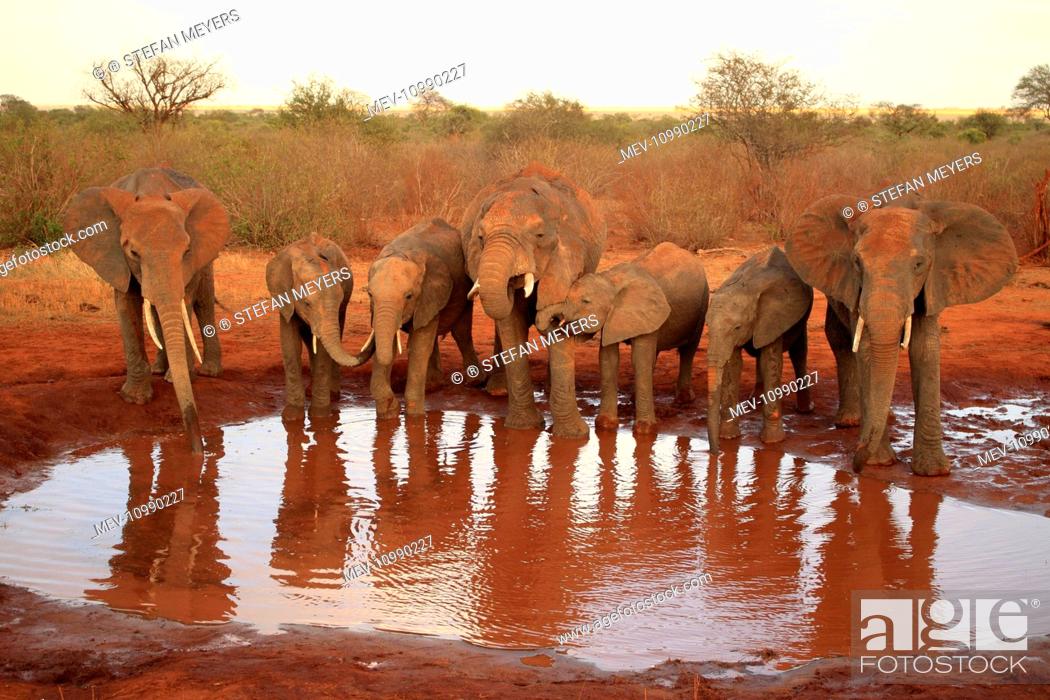 Stock Photo: African Elephant group drinking at waterhole Tsavo National Park Kenya.
