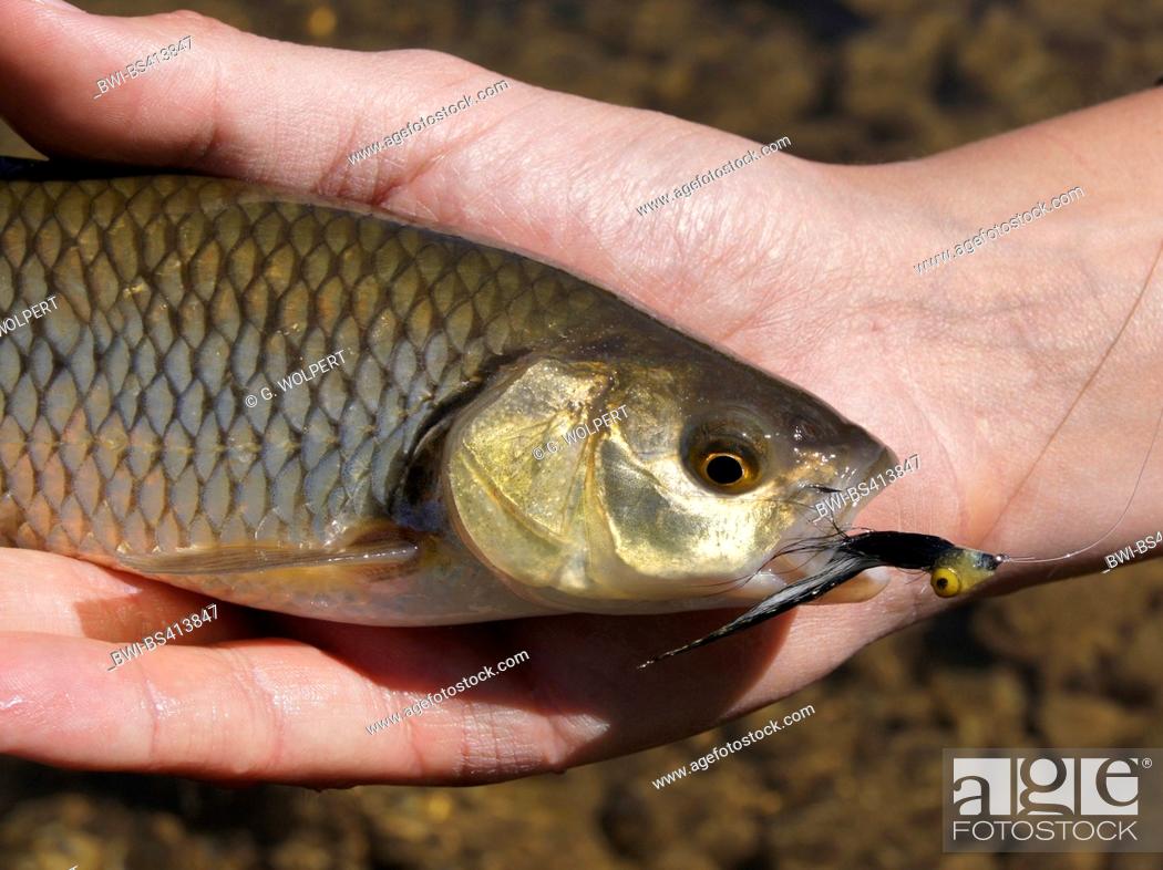 Stock Photo: chub (Leuciscus cephalus), man presenting a freshly caught chub with fishhook in the mouth, Germany.