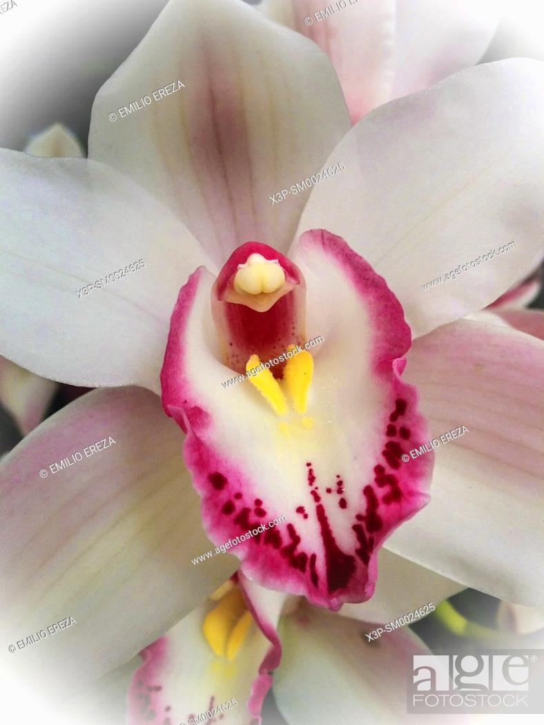 Imagen: Orchid. Phalaenopsis.
