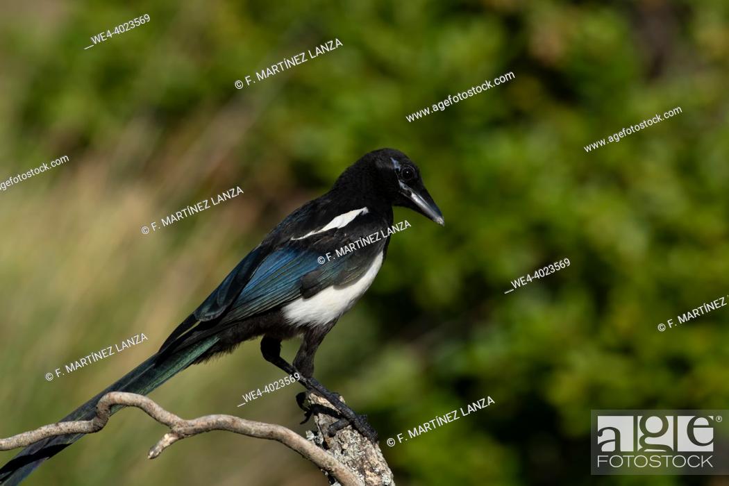 Imagen: An adult magpie perched on a dry branch against a green background.