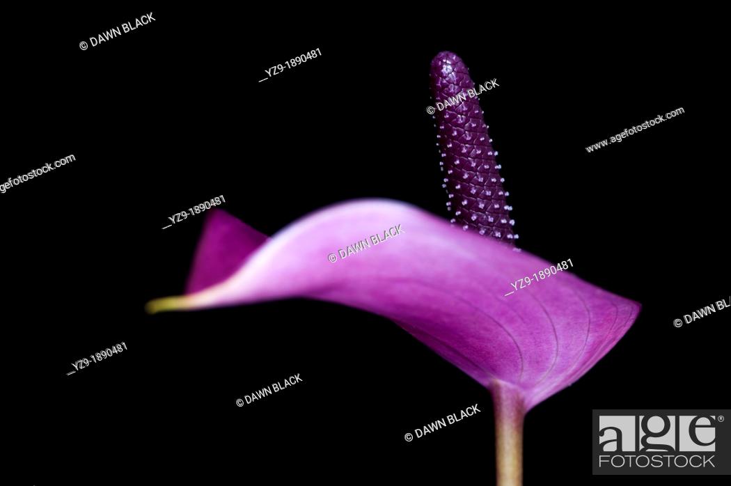 Stock Photo: Single Anthurium anderianum 'Sensa'.