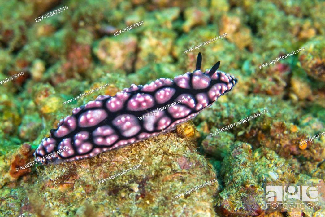 Stock Photo: Sea Slug, Dorid Nudibranch, Pimpled Phyllidiella, Phyllidiella pustulosa, Lembeh, North Sulawesi, Indonesia, Asia.