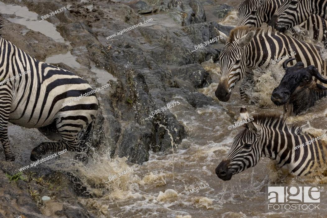 Stock Photo: Africa, East Africa, Kenya, Masai Mara National Reserve, National Park, Wildebeest and zebras, group crossing the Mara river.