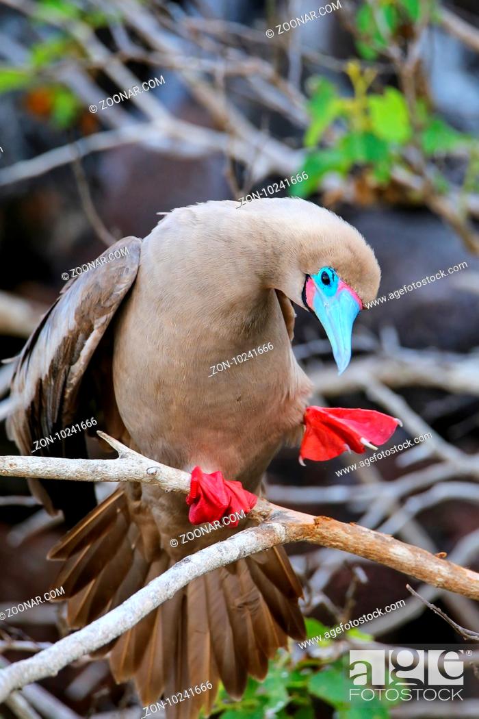 Stock Photo: Red-footed booby (Sula sula) stretching, Genovesa island, Galapagos National Park, Ecuador.