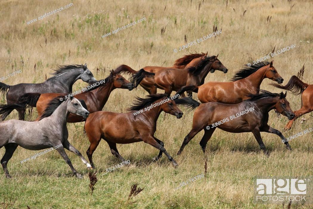 Stock Photo: Arabian horse - herd running on meadow.