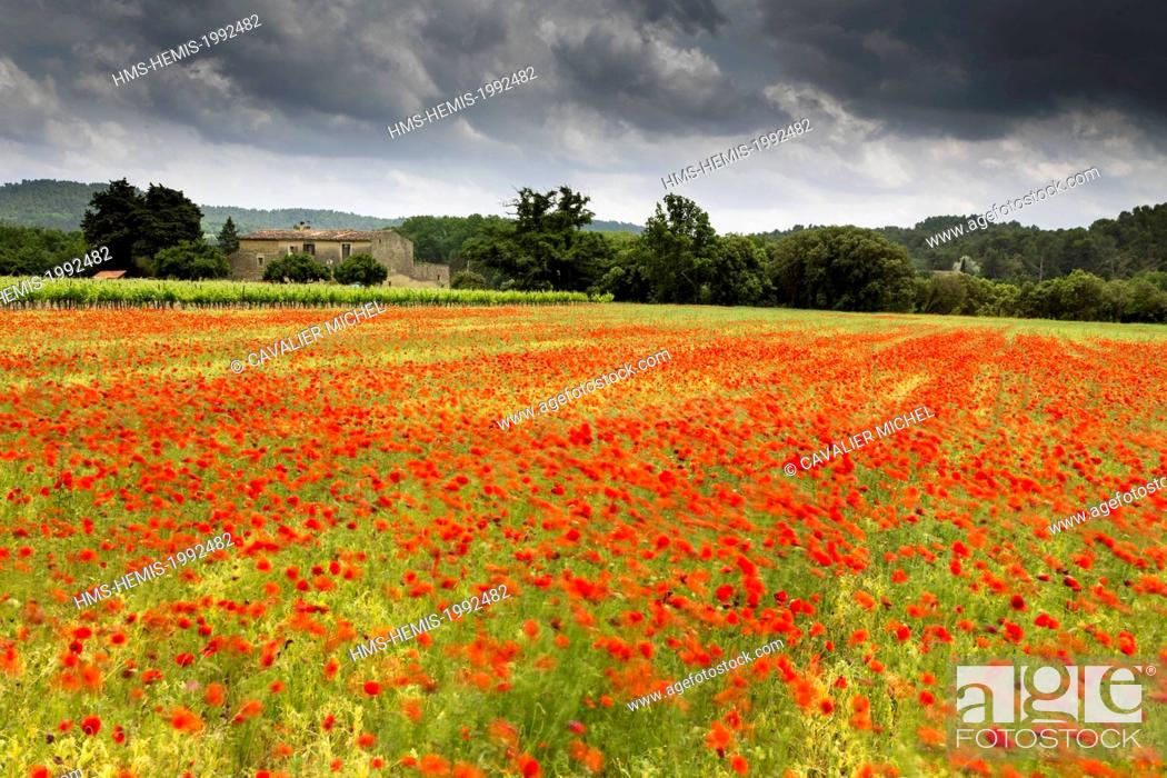 Stock Photo: France, Vaucluse, regional natural reserve of Luberon, Vaugines, closes near a field of poppies in the wind.