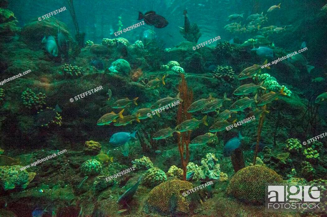 Stock Photo: School of blue striped grunt fish Haemulon sciurus swim in circles along a coral reef.