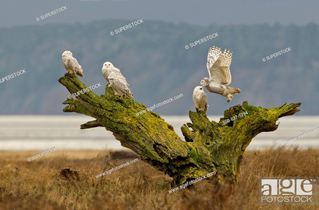 Stock Photo: Snowy owls Bubo scandiacus perching on a moss covered overturned tree stump.