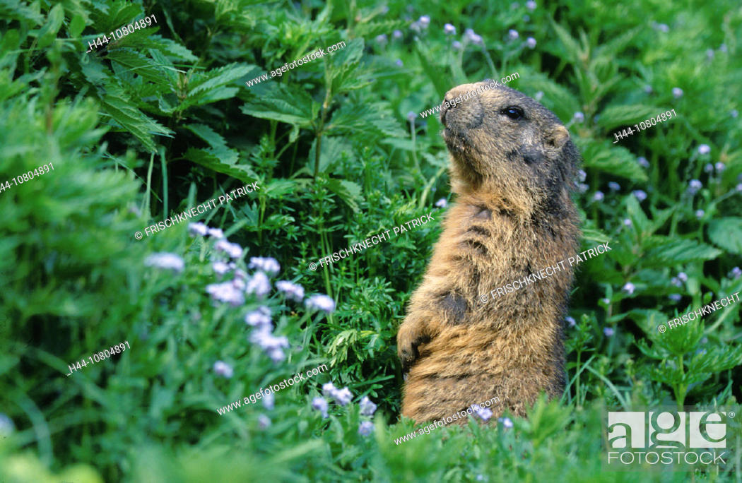 Alpine marmot, groundhog, animal, animals, flowers, Italy, Europe, marble  animal, Marmota Marmota, Stock Photo, Picture And Rights Managed Image.  Pic. H44-10804891 | agefotostock