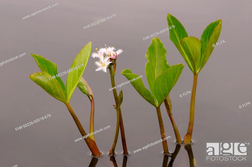 Stock Photo: Bogbean (Menyanthes trifoliata) flowering, growing in pond, Oxfordshire, England, May.