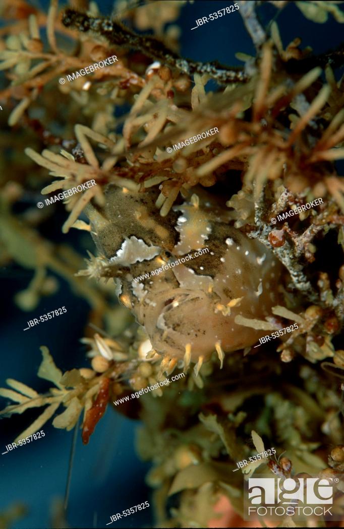 Stock Photo: Sargassumfish, Sargassofisch (Histrio histrio) Andere Tiere, other animals, Fische, Unterwasser, under water, Salzwasser, salt water, Indischer Ozean.