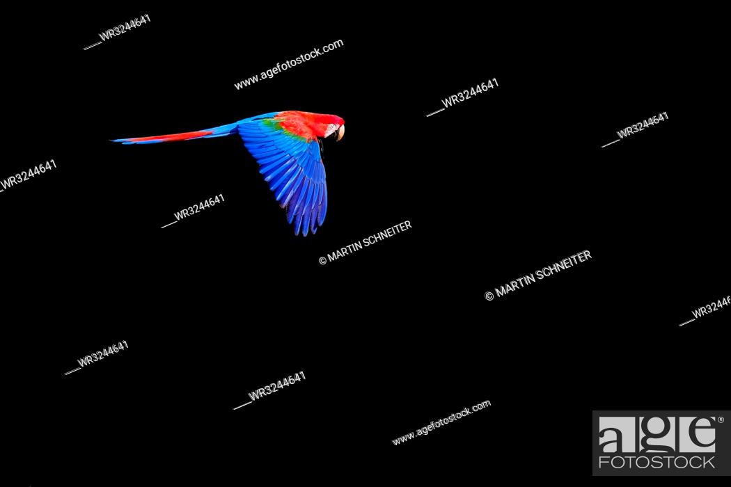 Stock Photo: Flying red and green macaw (Ara Chloropterus), Buraco Das Araras, Pantanal, Mato Grosso do Sul, Brazil, South America.