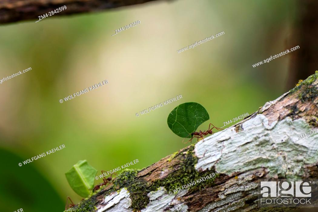 Stock Photo: Leafcutter ants carry sections of leaves larger than their own bodies in order to cultivate fungus for food at their colony in the rain forest near La Selva.