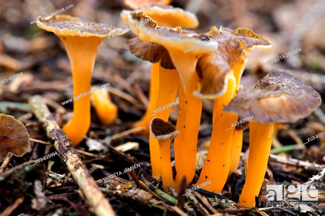Stock Photo: Cantharellus lutescens.