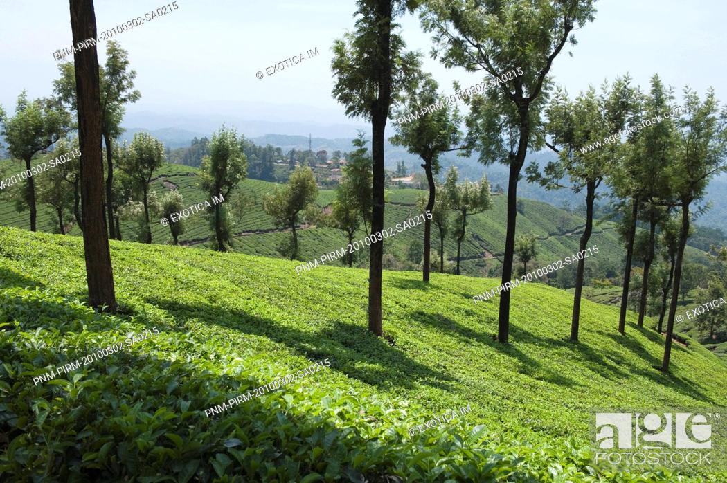 Stock Photo: Tea plantation and tree, Munnar, Idukki, Kerala, India.
