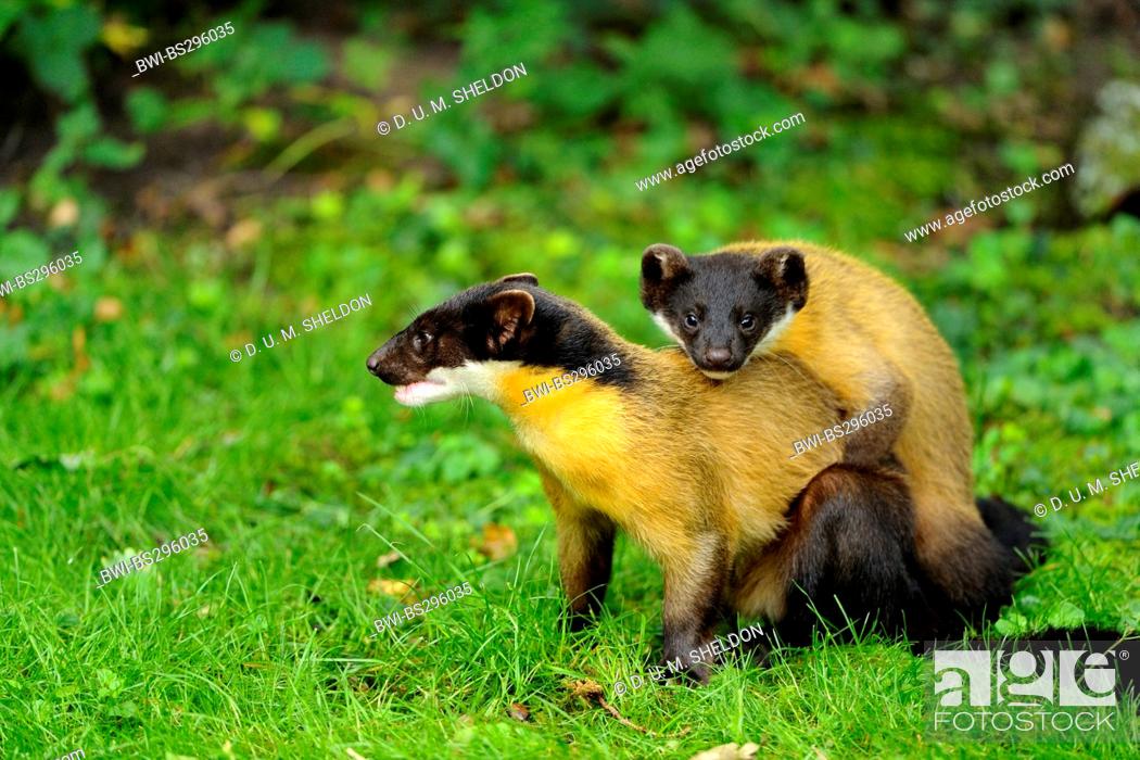 Yellow-throated marten, Kharza (Martes flavigula), two playing juveniles  showing mating behaviour in..., Stock Photo, Picture And Rights Managed  Image. Pic. BWI-BS296035 | agefotostock