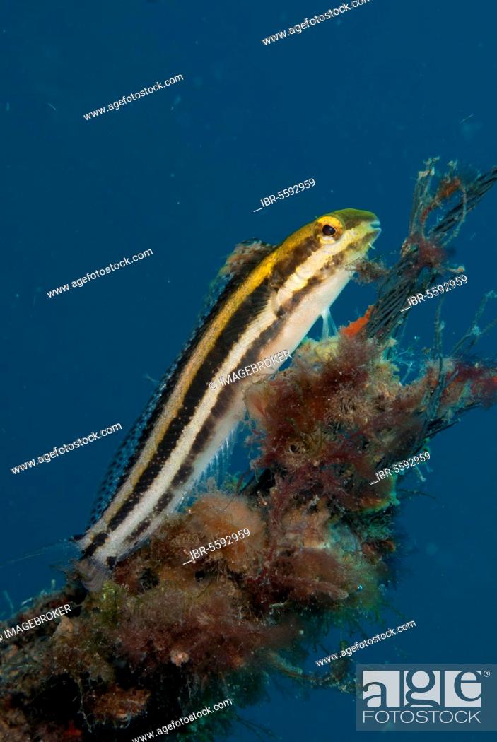 Stock Photo: Sabretooth blenny, Sabretooth blennies, Other animals, Fish, Animals, Blennies, Lined Fangblenny (Meiacanthus lineatus) adult, resting on coral encrusted rope.