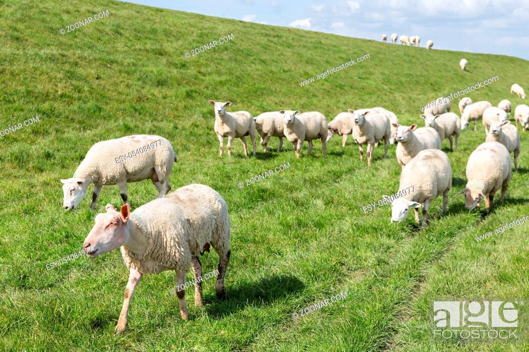 Stock Photo: Herd of sheep grazing along a Dutch dike.