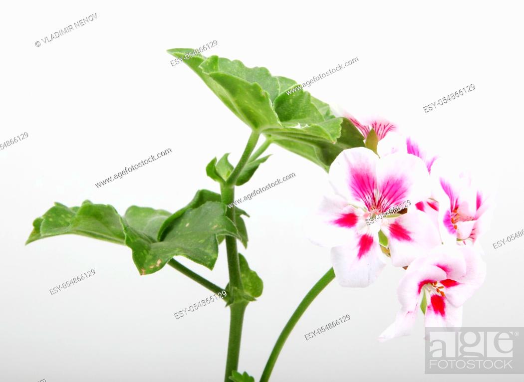 Stock Photo: Geranium Pelargonium Flowers.
