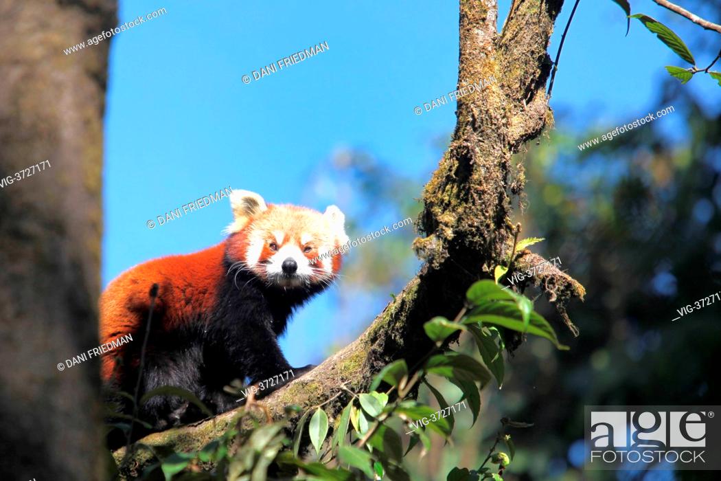 Red panda (Ailurus fulgens) at the Padmaja Naidu Himalayan Zoological Park  in Darjeeling, India, Stock Photo, Picture And Rights Managed Image. Pic.  VIG-3727171 | agefotostock