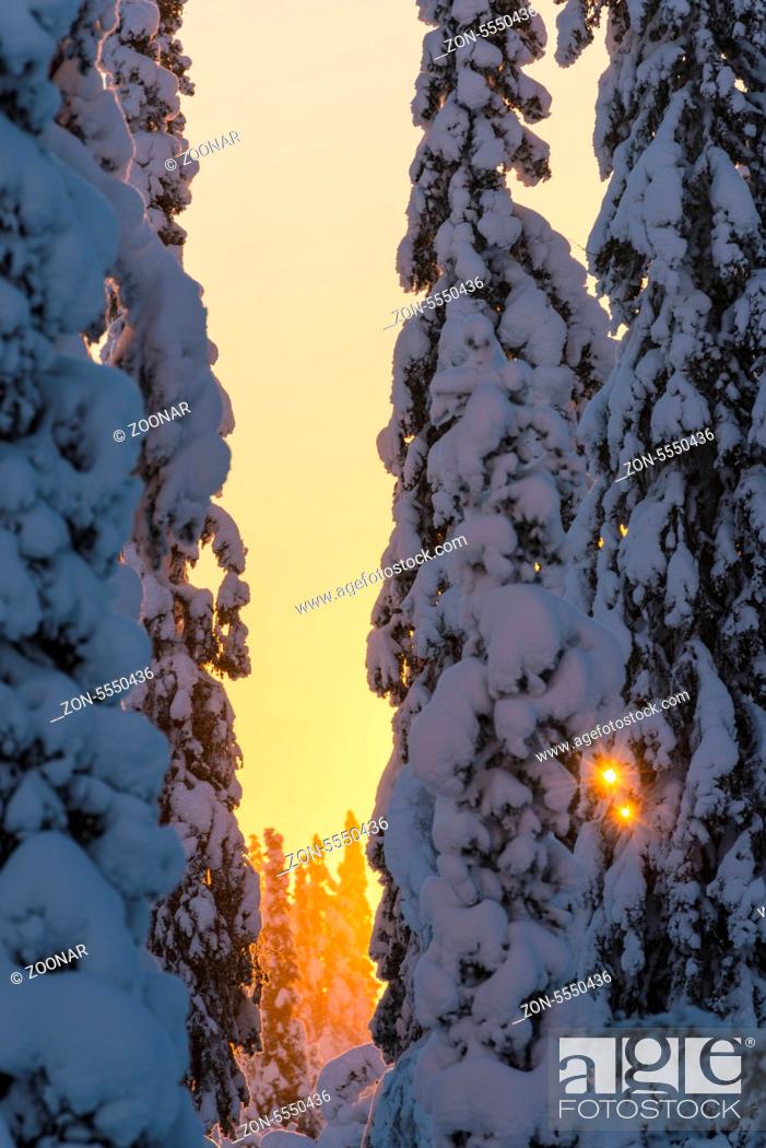 Stock Photo: snow covered spruces, Lapland, Sweden.