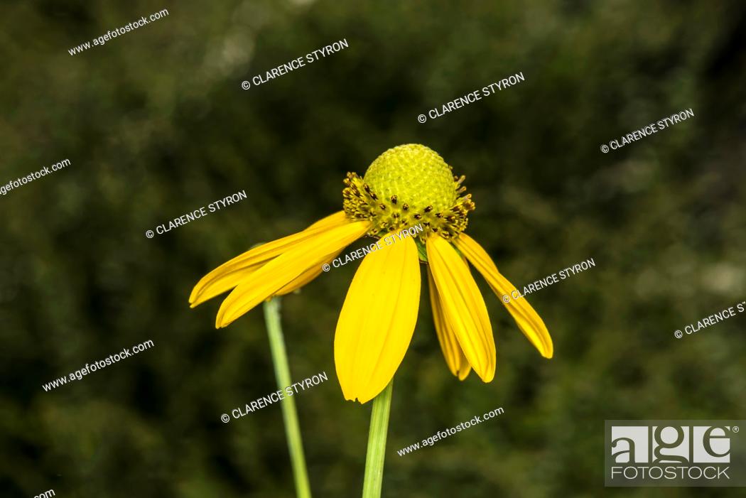 Stock Photo: Cutleaf Daisy Engelmannia peristenia Flower.