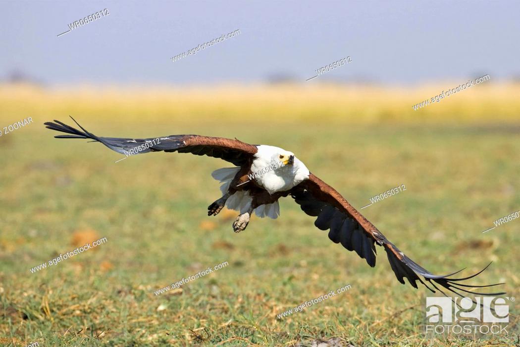 Stock Photo: Schreiseeadler Haliaeetus vocifer im Flug, Chobe Fluss, Chobe River, Chobe National Park, Botswana, Afrika, African Fish Eagle at flight, Africa.