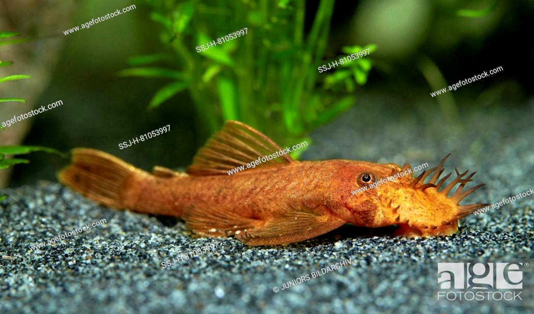 solid fusionere Kæreste Red Sucker Catfish (Ancistrus sp.). Male in an aquarium , Stock Photo,  Picture And Rights Managed Image. Pic. SSJ-H-81053997 | agefotostock