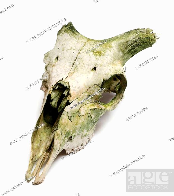 Old animal skull with broken horns against white background, Stock Photo,  Picture And Low Budget Royalty Free Image. Pic. ESY-013970564 | agefotostock