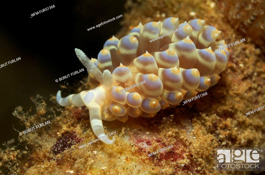 Stock Photo: Janolus Nudibranch, Janolus spec., Kas, Mediterranean Sea, Turkey.