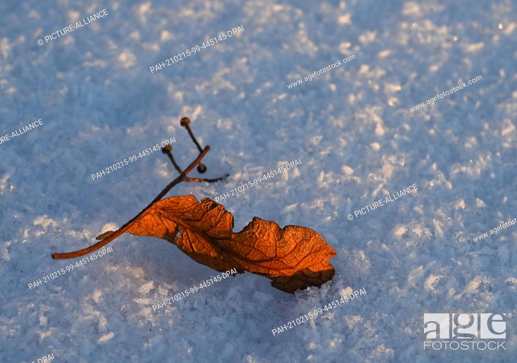 Stock Photo: 12 February 2021, Brandenburg, Sieversdorf: The rest of a blossom from the lime tree lies in the snow. Photo: Patrick Pleul/dpa-Zentralbild/ZB.
