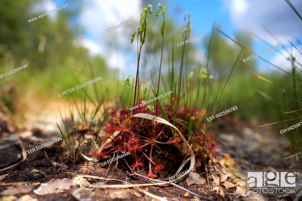 Stock Photo: Round-leaved sundew in bloom in a macro shot.