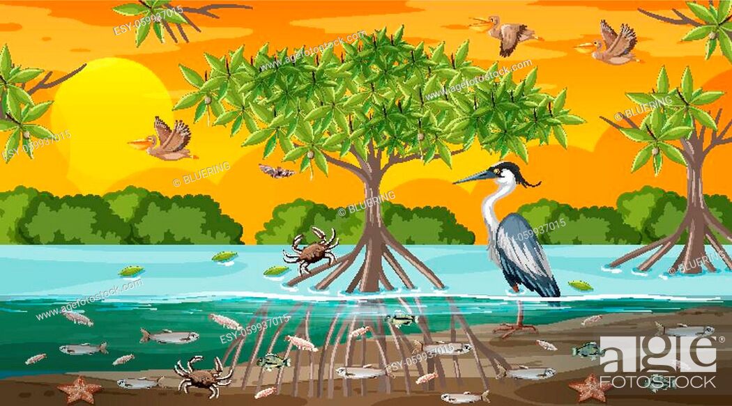 Mangrove forest landscape scene at sunset time with many different animals  illustration, Stock Vector, Vector And Low Budget Royalty Free Image. Pic.  ESY-059937015 | agefotostock