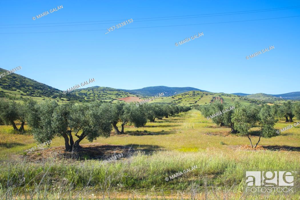 Stock Photo: Olive grove. Campo de Calatrava, Ciudad Real province, Castilla La Mancha, Spain.