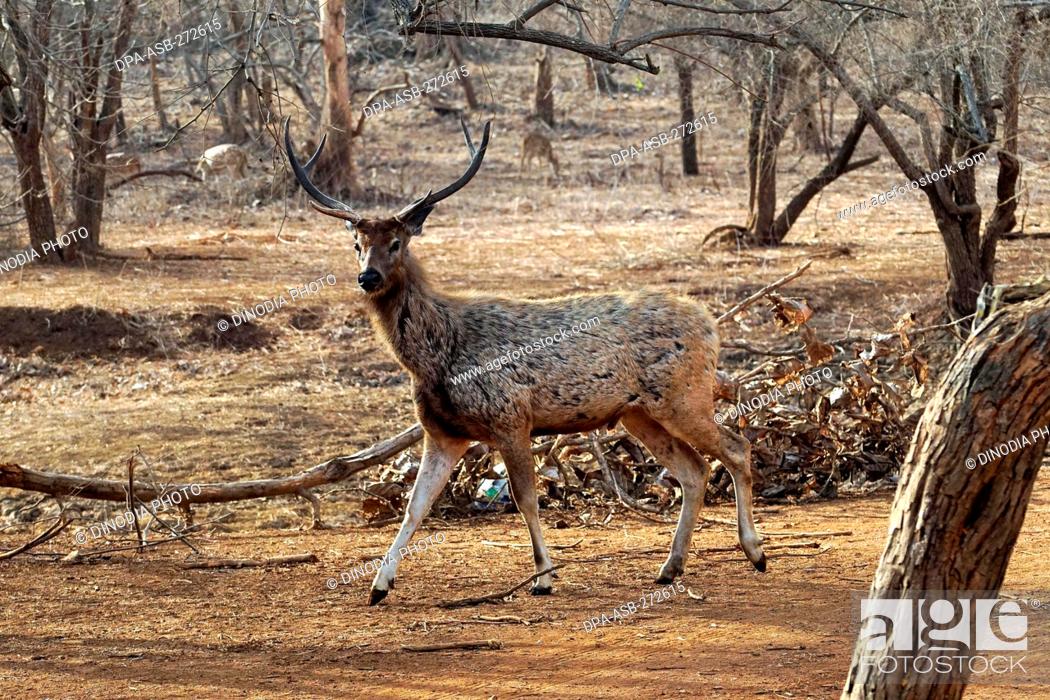 Sambar Deer at Gir Wildlife Sanctuary, Gujarat, India, Asia, Stock Photo,  Picture And Rights Managed Image. Pic. DPA-ASB-272615 | agefotostock