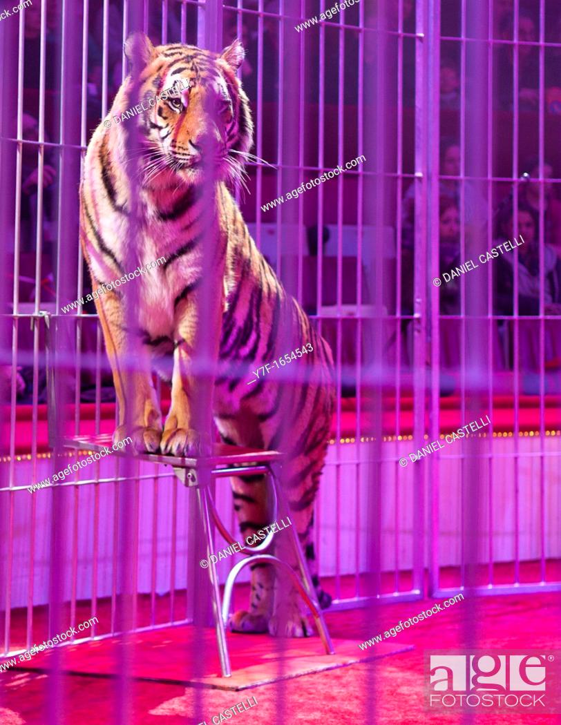 Imagen: Tiger in a circus arena.