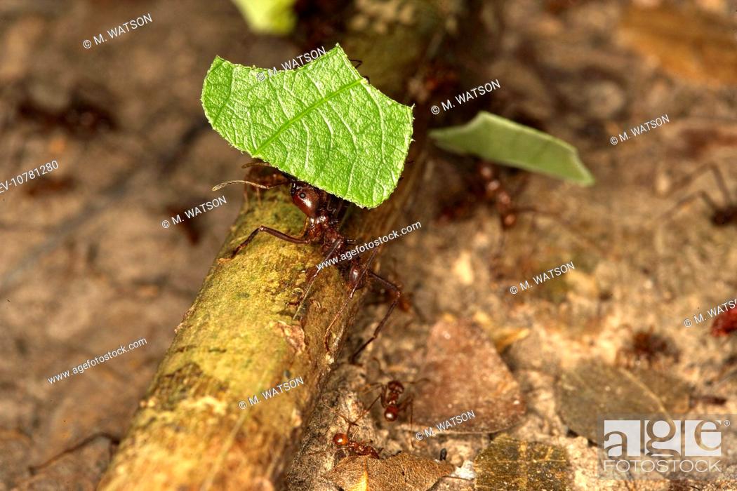 Stock Photo: Leaf-cutter Ant (Atta sp).