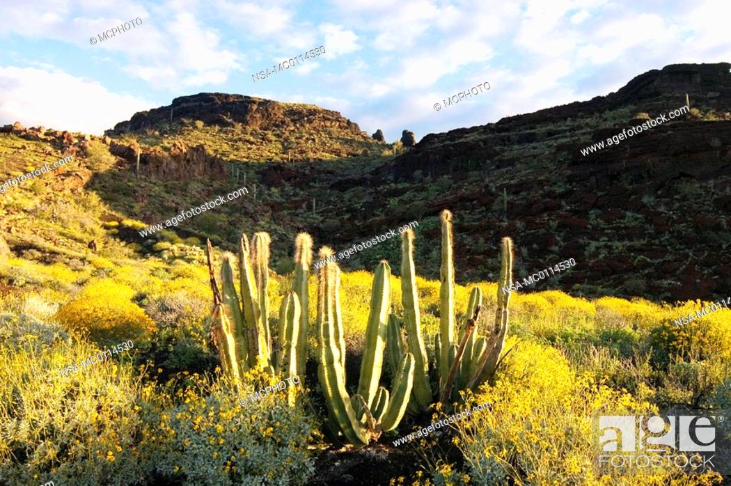 Stock Photo: brittlebush encelia farinosa & senita cactus at red cone in the sanoran desert - el pinacate national park, mexico.