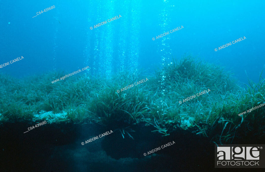 Stock Photo: Sea floor. Posidonia. Cabrera. Balearic Islands. Spain.
