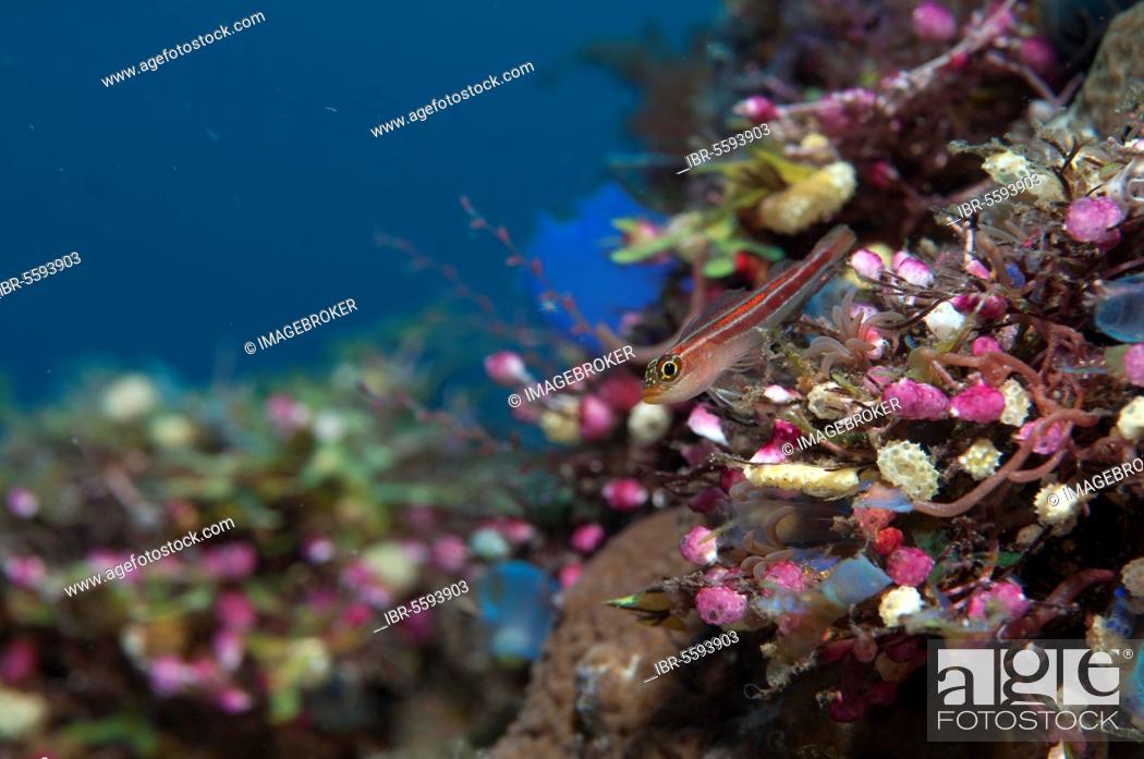 Stock Photo: Striped triplefin (Helcogramma striatum) adult, resting on coral-encrusted shipwreck, Liberty Wreck, Tulamben, Bali, Lesser Sunda Islands, Indonesia, Asia.